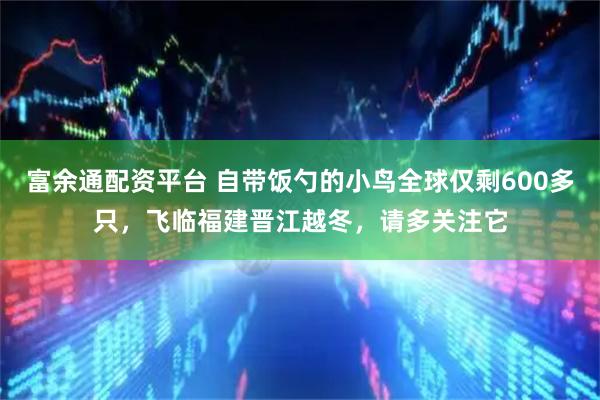 富余通配资平台 自带饭勺的小鸟全球仅剩600多只，飞临福建晋江越冬，请多关注它